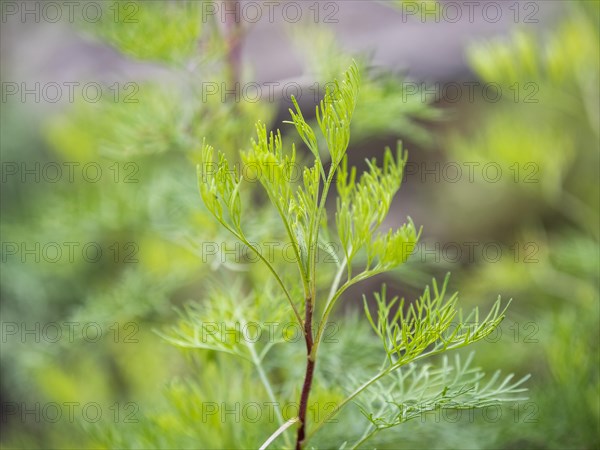 Mountain rue