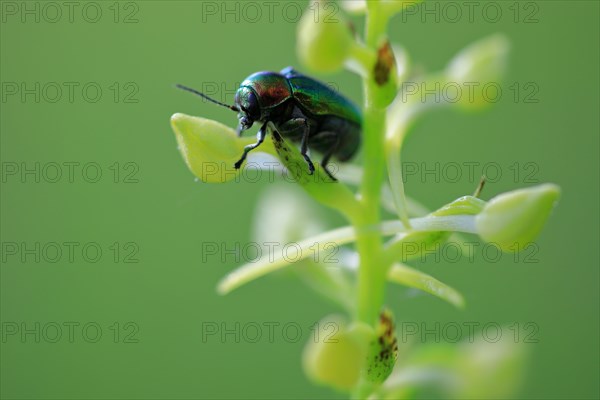 Sap beetle