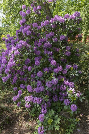 SsBlooming rhododendrons