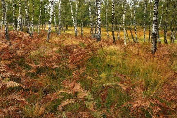 Warty birch