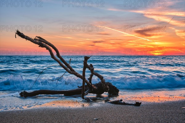 Ld wood trunk snag in water at tropical beach on beautiful sunset