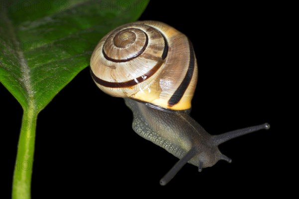 Hain-Baenderschnecke