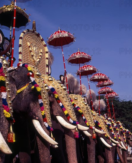 Caparisoned elephants in Pooram festival