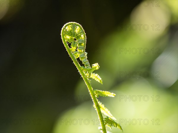 Young ostrich fern