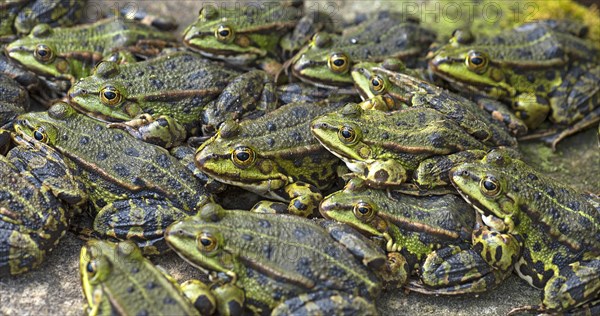 Green frogs