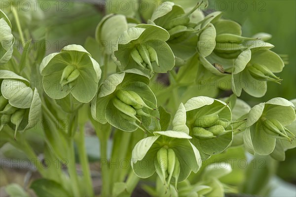 Blossoms of a green hellebore