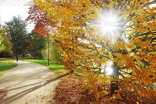 Autumn atmosphere with sun star in the park
