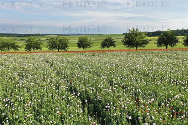 Field with Waldviertel grey poppy