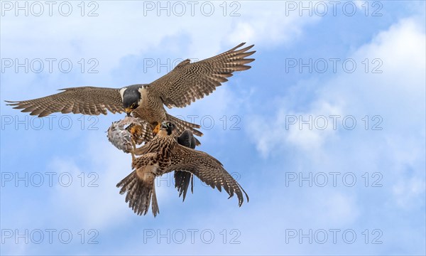 Hawk in flight with fish in its claws