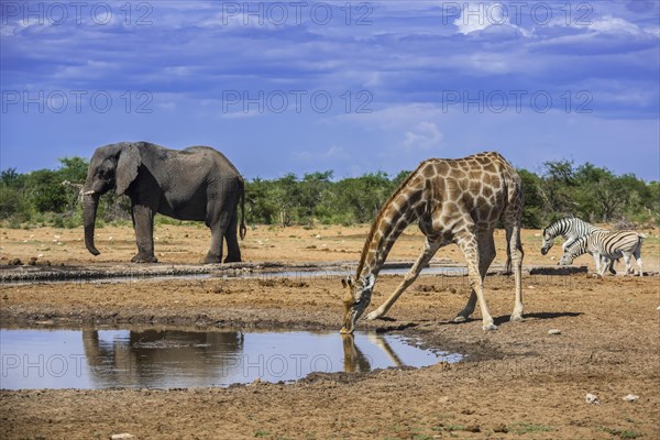 Angolan giraffe