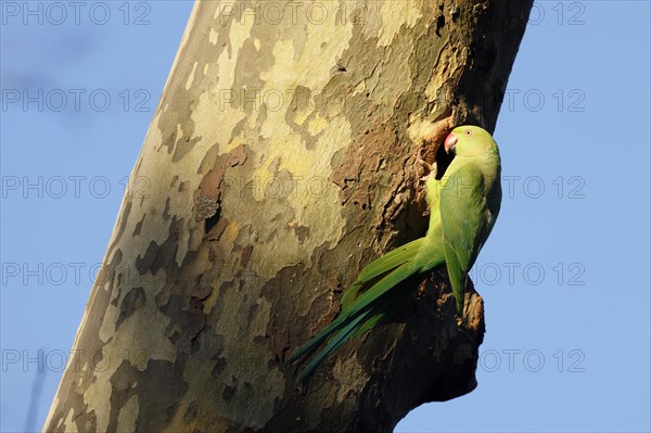 Rose-ringed parakeet