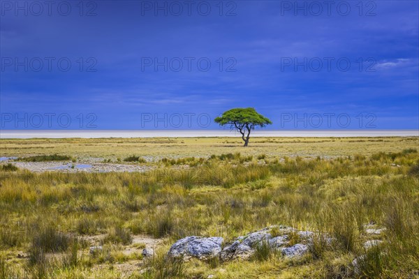 Tree at the edge of the salt pan