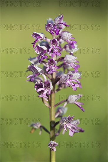 Military orchid