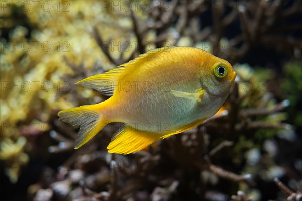 Golden damselfish