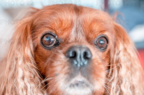 Portrait von einem Hund der Rasse Cavalier King Charles Spaniel in der Musterung Ruby