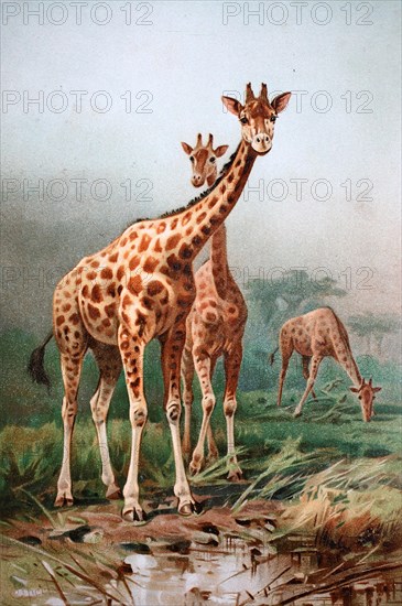 Historisches Bild der Rothschild-Giraffe