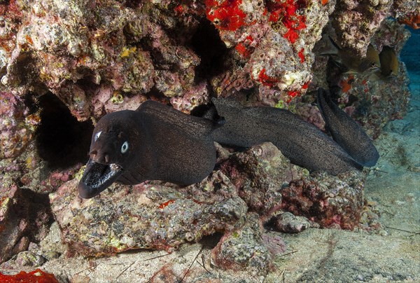 Attacking black moray eel