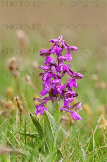 Green-winged orchid