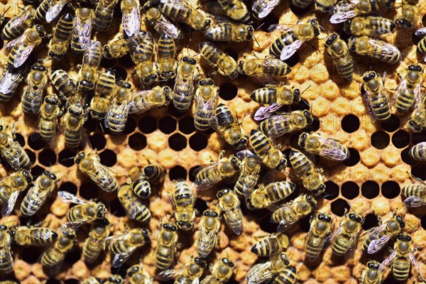 Workers of the honey bee