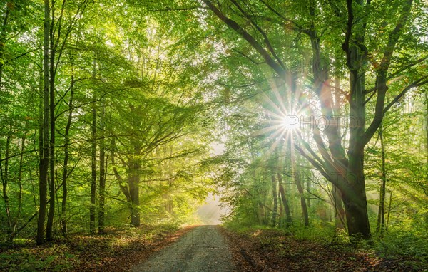 Wanderweg durch lichtdurchfluteten naturnahen Buchenwald