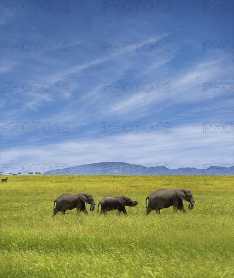 Elephants walking through the jungle