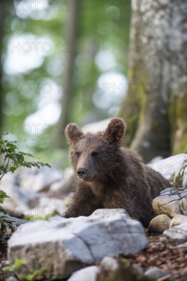 European Brown bear