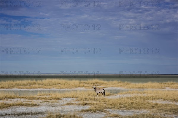 Landscape with gemsbok