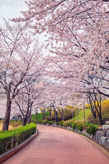 Blooming sakura cherry blossom alley in park in spring