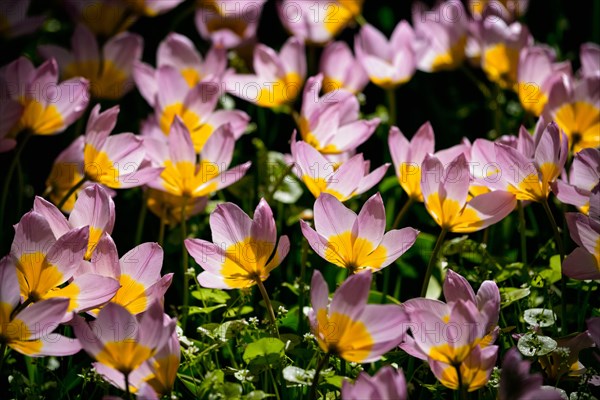 Blooming pink tulips