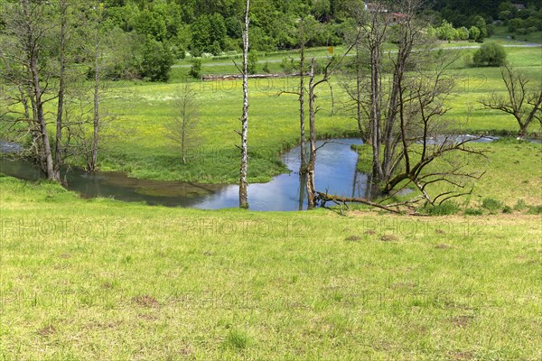 Dead black alders