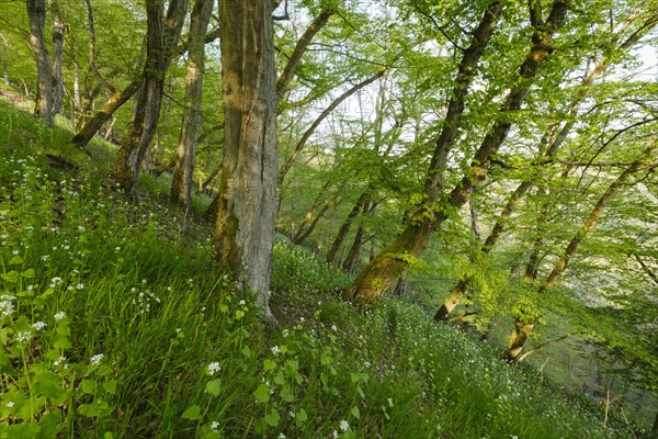 Beech forest with fresh greenery