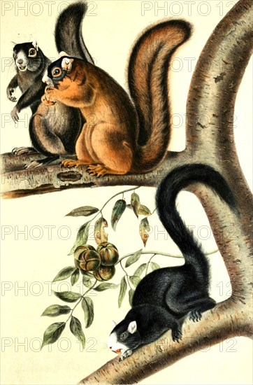 Fox squirrel