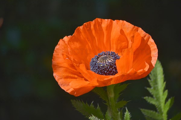 Oriental poppy flowering