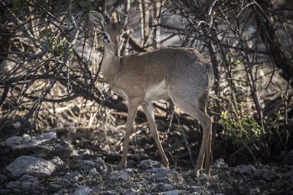 Kirk dikdik or kirk's dik-dik