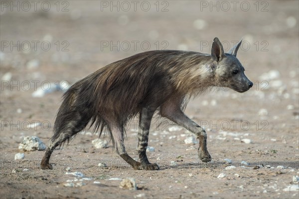 Brown hyena