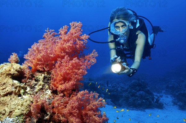 Diver sport diver in bikini in warm tropical sea looking at illuminated soft coral