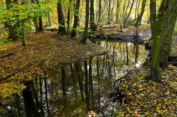 Rotbach in the autumnal Hiesfeld Forest