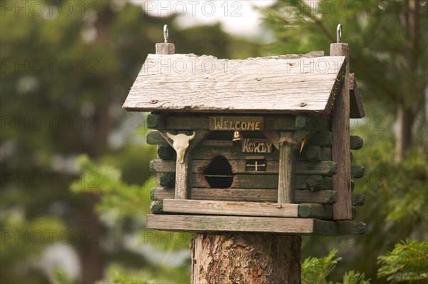 Rustic birdhouse amongst pine trees