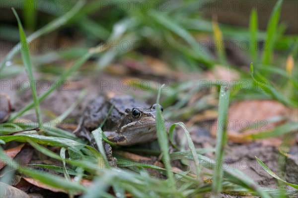 Grasfrosch