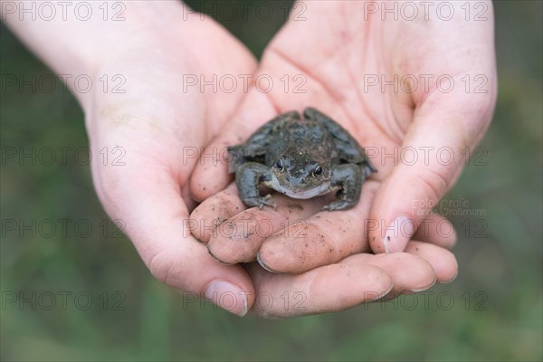 Grasfrosch