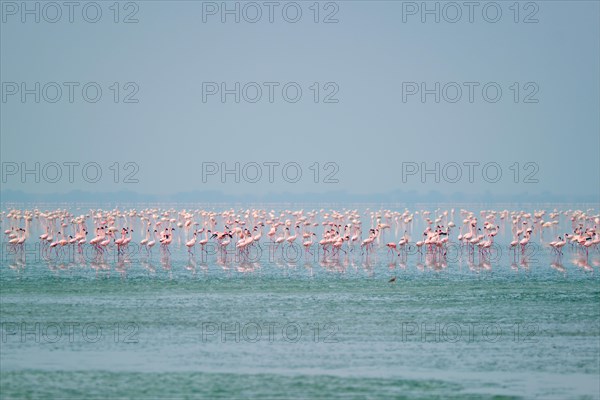 Pink flamingo birds walking in the Sambhar Salt Lake in Rajasthan