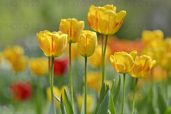 Tulpen