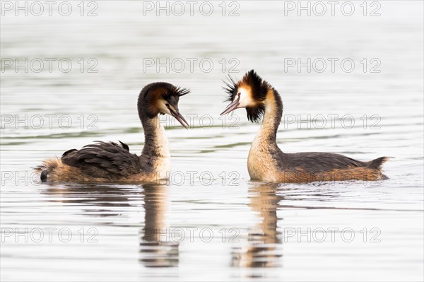 Great crested grebe