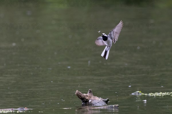 Pied Wagtail