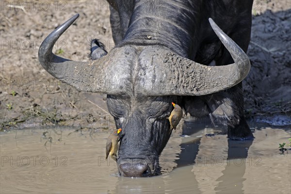 African buffalo