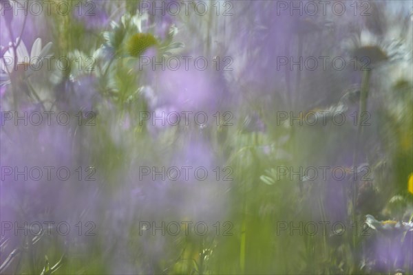 Blur experiment on a flowering meadow in summer