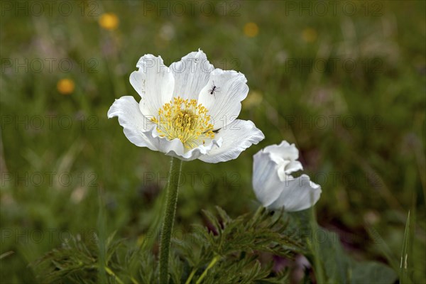 Alpine pasqueflower