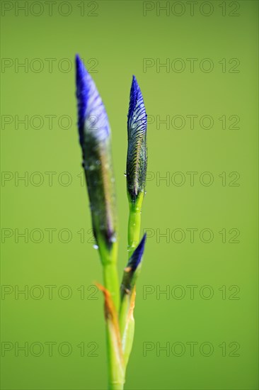 Siberian iris