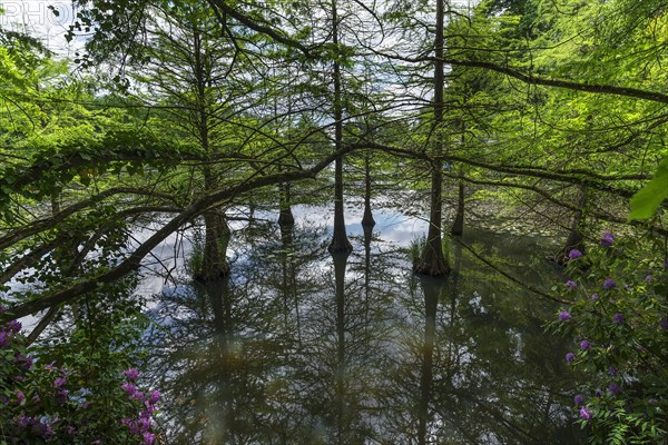 Bald cypress