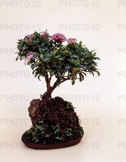 Bonsai Ixora Stricta Style:Root Over Rock